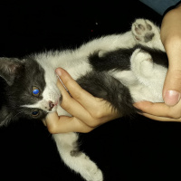 Tuxedo (Smokin) Kedi, Kedi  Kömür fotoğrafı