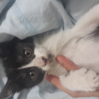 Tuxedo (Smokin) Kedi, Kedi  Kömür fotoğrafı