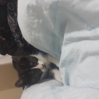 Tuxedo (Smokin) Kedi, Kedi  Kömür fotoğrafı