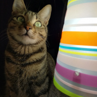 Tekir Kedi, Kedi  Nora fotoğrafı