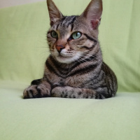 Tekir Kedi, Kedi  Nora fotoğrafı