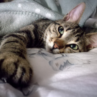 Tekir Kedi, Kedi  Nora fotoğrafı
