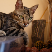 Tekir Kedi, Kedi  Nora fotoğrafı