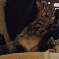 Tekir Kedi, Kedi  Nora fotoğrafı