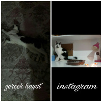 Tekir Kedi, Kedi  Çorap fotoğrafı