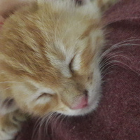 Tekir Kedi, Kedi  Minibüs fotoğrafı