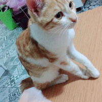 Manx, Kedi  Bobo fotoğrafı