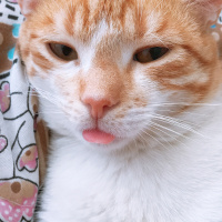 Manx, Kedi  Bobo fotoğrafı