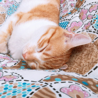 Manx, Kedi  Bobo fotoğrafı