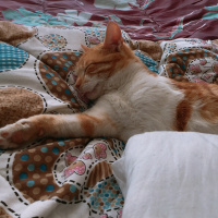 Manx, Kedi  Bobo fotoğrafı