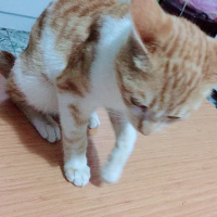 Manx, Kedi  Bobo fotoğrafı