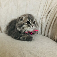 Scottish Fold, Kedi  Mia fotoğrafı