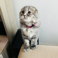 Scottish Fold, Kedi  Mia fotoğrafı