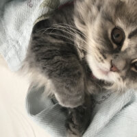 Scottish Fold, Kedi  Mia fotoğrafı