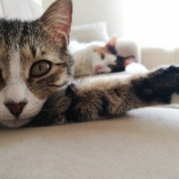 Tekir Kedi, Kedi  faik fotoğrafı