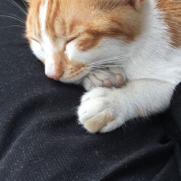 Tekir Kedi, Kedi  Ateş fotoğrafı