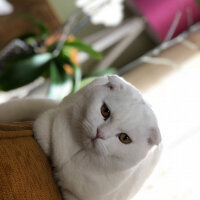 Scottish Fold, Kedi  Ponpon fotoğrafı