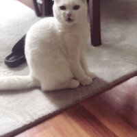 Scottish Fold, Kedi  Ponpon fotoğrafı