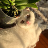 Scottish Fold, Kedi  Ponpon fotoğrafı