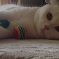 Scottish Fold, Kedi  Ponpon fotoğrafı