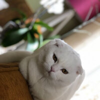 Scottish Fold, Kedi  Ponpon fotoğrafı