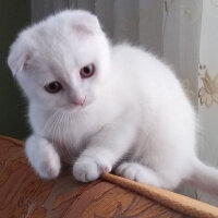 Scottish Fold, Kedi  Ponpon fotoğrafı