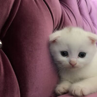 Scottish Fold, Kedi  Ponpon fotoğrafı