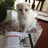 Scottish Fold, Kedi  Ponpon fotoğrafı