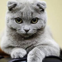 Scottish Fold, Kedi  Ponpon fotoğrafı