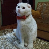 Scottish Fold, Kedi  Ponpon fotoğrafı