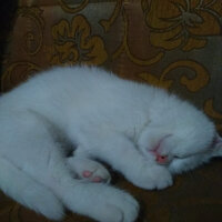 Scottish Fold, Kedi  Ponpon fotoğrafı