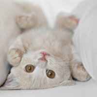 Scottish Fold, Kedi  Ponpon fotoğrafı