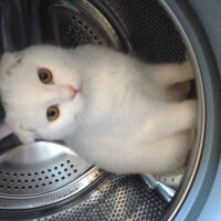 Scottish Fold, Kedi  Ponpon fotoğrafı