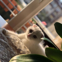 Scottish Fold, Kedi  Ponpon fotoğrafı