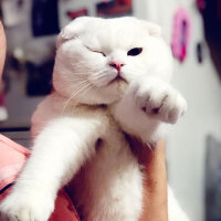 Scottish Fold, Kedi  Ponpon fotoğrafı