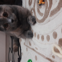 British Shorthair, Kedi  Seker fotoğrafı