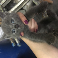 Burmilla (Silver Burmese), Kedi  Nazlı fotoğrafı