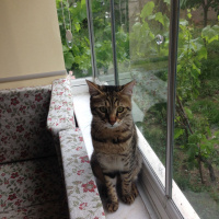 Tekir Kedi, Kedi  Çita fotoğrafı