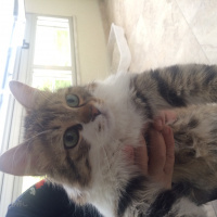 Tekir Kedi, Kedi  Duman fotoğrafı