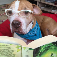Amerikan Staffordshire Terrier, Köpek  Buddy fotoğrafı