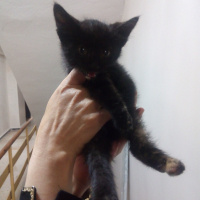 Tekir Kedi, Kedi  Sokak hayvanı fotoğrafı