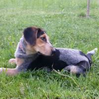 Pointer, Köpek  Fıstık fotoğrafı