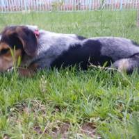 Pointer, Köpek  Fıstık fotoğrafı