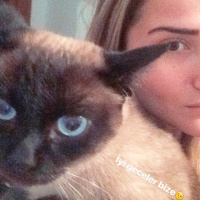 Siyam Kedisi, Kedi  Asi fotoğrafı