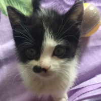 Siyam Kedisi, Kedi  Sütlaç fotoğrafı