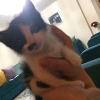 Siyam Kedisi, Kedi  Sütlaç fotoğrafı