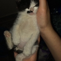 Siyam Kedisi, Kedi  Sütlaç fotoğrafı