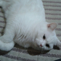 British Shorthair, Kedi  Pamuk fotoğrafı