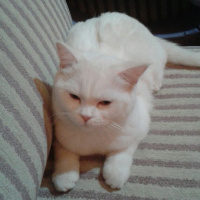 British Shorthair, Kedi  Pamuk fotoğrafı