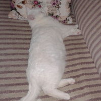 British Shorthair, Kedi  Pamuk fotoğrafı